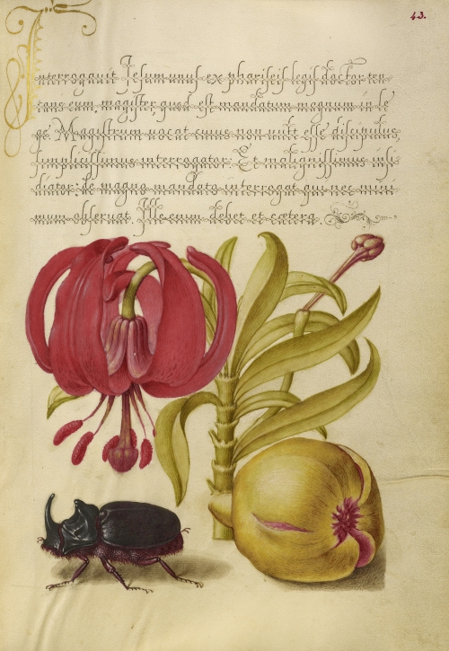 A book illustration of a beetle and plants
